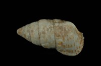 藏品(桑葚蟹守螺)的圖片